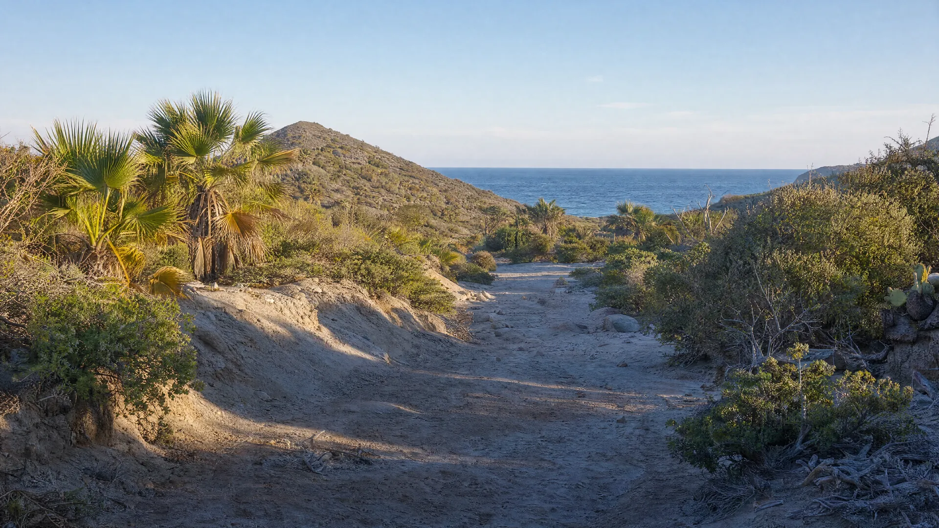 Un arroyo seco con matorral y palmas que lleva hacia el mar lejano con luz clara de mañana