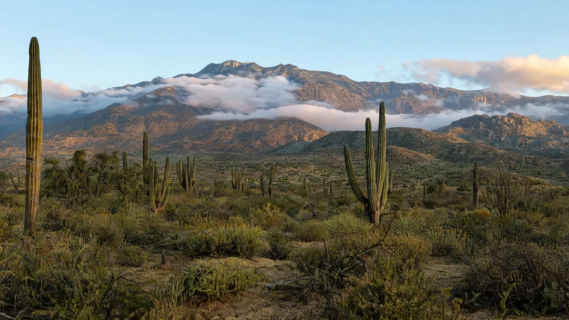 The Sierra de la Laguna seen from the desert near San José del Cabo at dawn, with cardón cacti