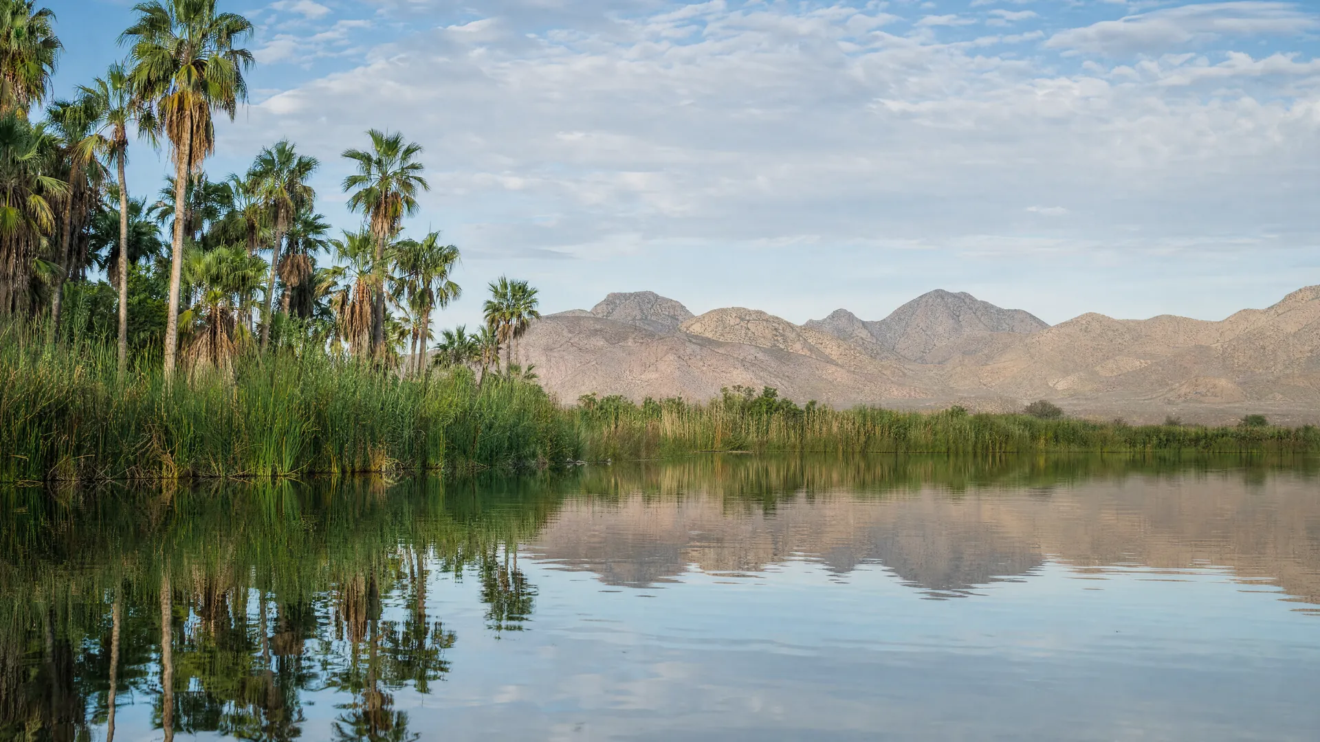 The San José del Cabo estuary with palms, reeds and still water facing desert hills in the morning